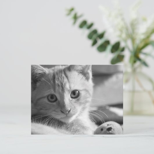 Monokitten Postkarte (Stehend Vorderseite)