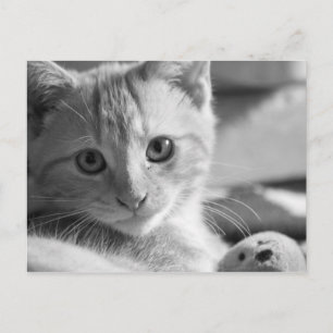 Monokitten Postkarte