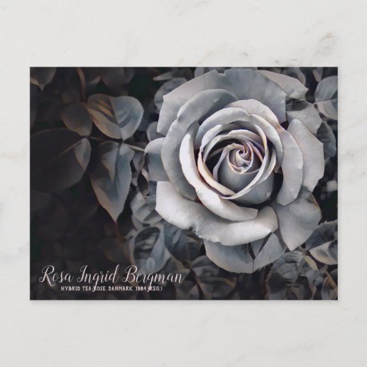 Monotone-Rose [Postkarte] Postkarte (Vorderseite)