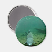 Monster beobachten magnet (Vorderseite/Rückseite)