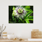 Monster-Blume Poster (Küche)