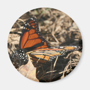Monster-Schmetterling posiert Naturfotografie Magnet