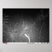 Monster Trail Camera Buck Poster (Vorne)