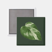 Monstera Albo Blatt — seltene Panaschierung Magnet (Vorderseite/Rückseite)
