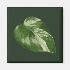 Monstera Albo Blatt — seltene Panaschierung Magnet
