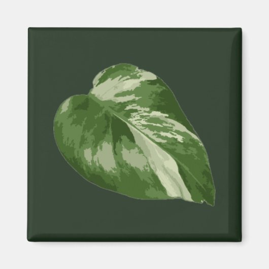 Monstera Albo Blatt — seltene Panaschierung Magnet (Vorne)