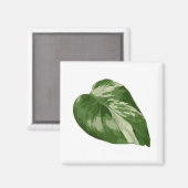 Monstera Albo Blattmagnet — Seltene Variation Magnet (Vorderseite/Rückseite)