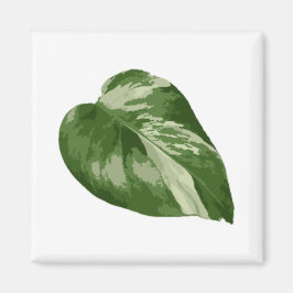 Monstera Albo Blattmagnet — Seltene Variation Magnet