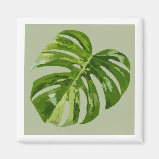 Monstera Albo Hero-Blatt-Magnet — Seltene Panaschi Magnet