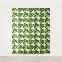 Monstera Albo-Tapete — Große seltene Variation