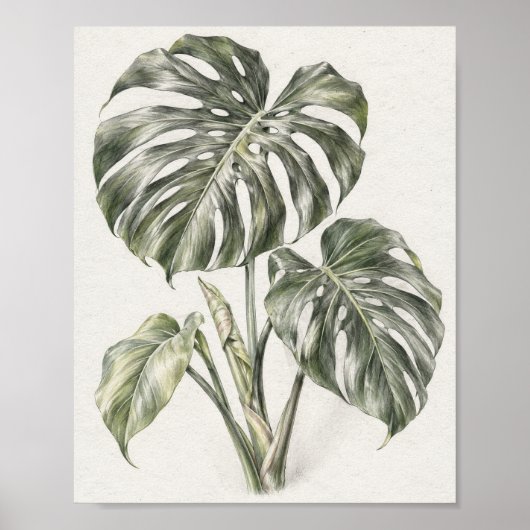 Monstera-Blatt Graphit-Studie 30 Poster (Vorne)