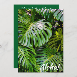 Monstera Blätter, Limahuli Gardens, Kauai, Hawaii Einladung