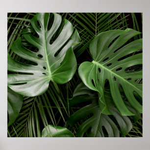 Monstera Blätter, luxuriöse tropische Anordnung. Poster