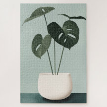 Monstera in einem weißen Topf