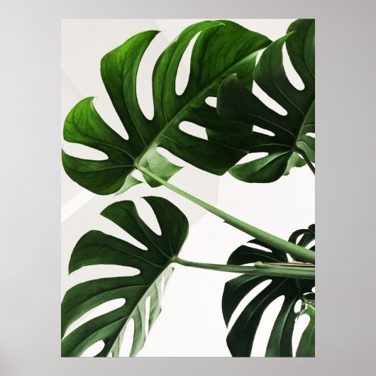 Monstera Poster (Vorne)