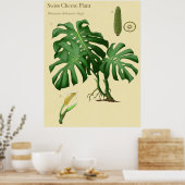 Monstera Schweizer Käse Botanisches Poster (Küche)