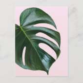Monstera Tropical Leaf Postkarte (Vorderseite)