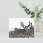 Monstermuschel 2 postkarte (Stehend Vorderseite)