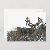 Monstermuschel 2 postkarte (Vorne/Hinten)