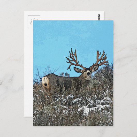 Monstermuschel Postkarte (Vorne/Hinten)