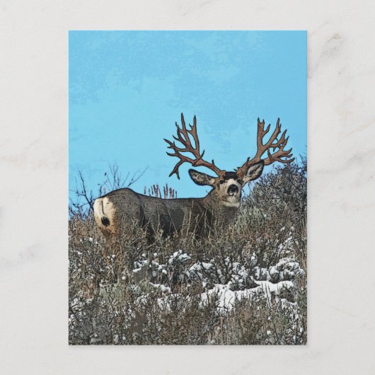 Monstermuschel Postkarte (Vorderseite)