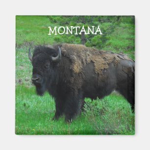 Montana Bison Magnet