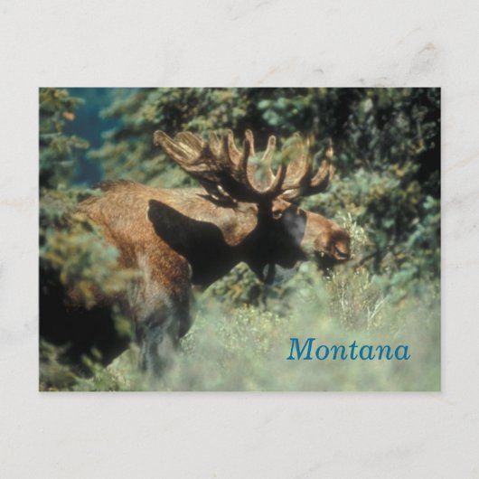 Montana-Bulle Postkarte (Vorderseite)