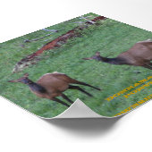 Montana Elk Poster (Ecke)