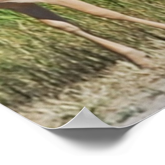 Montana Fawn Poster (Ecke)