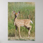 Montana Fawn Poster (Vorne)