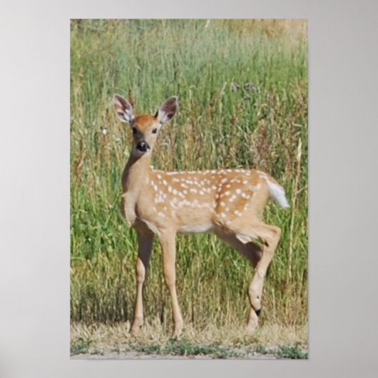 Montana Fawn Poster (Vorne)