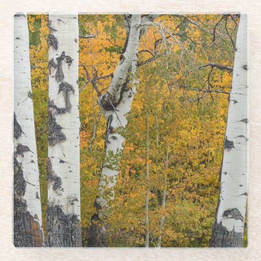 Montana Herbstglas-Untersetzer Glasuntersetzer (Vorderseite)