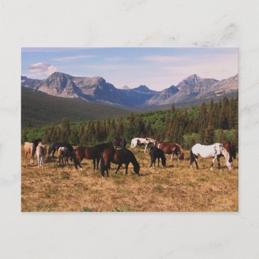 Montana Pferde Postkarte (Vorderseite)