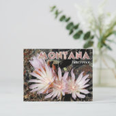 Montana Staat Blume: Bitterroot Postkarte (Stehend Vorderseite)
