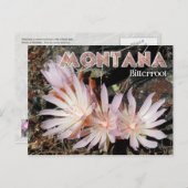 Montana Staat Blume: Bitterroot Postkarte (Vorne/Hinten)