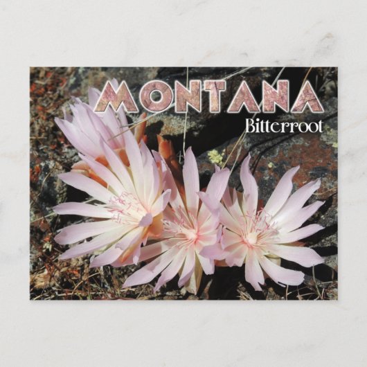 Montana Staat Blume: Bitterroot Postkarte (Vorderseite)