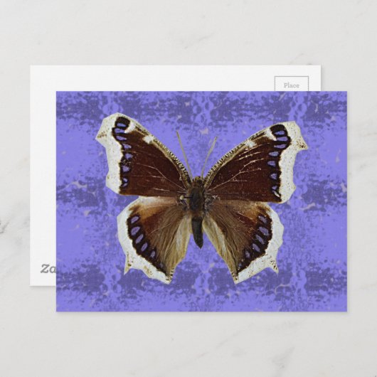 Montana-Trauer-Mantel-Schmetterling Postkarte (Vorne/Hinten)