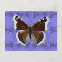 Montana-Trauer-Mantel-Schmetterling