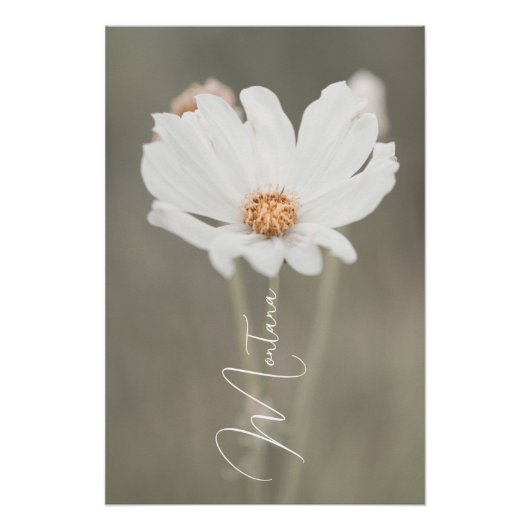 Montana White Wildblume Poster (Vorderseite)
