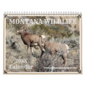 Montana Wildlife Kalender (Titelbild)