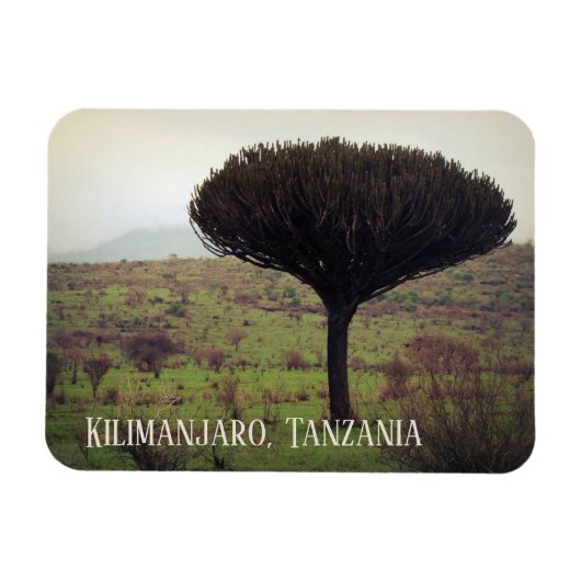 Monte Kilimanjaro, Candelabra Tree Magnet (Horizontal)