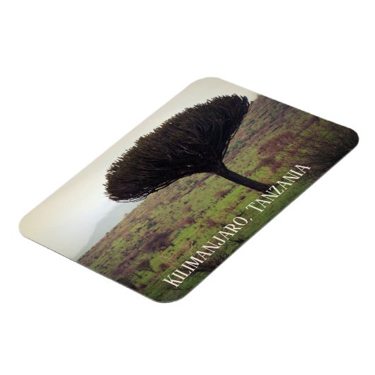 Monte Kilimanjaro, Candelabra Tree Magnet (Linke Seite)