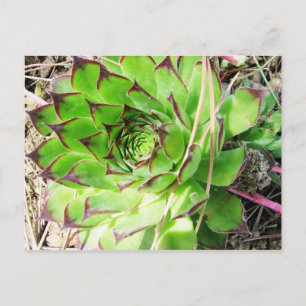 Montepulciano Vino Nobile, Italien Postkarte