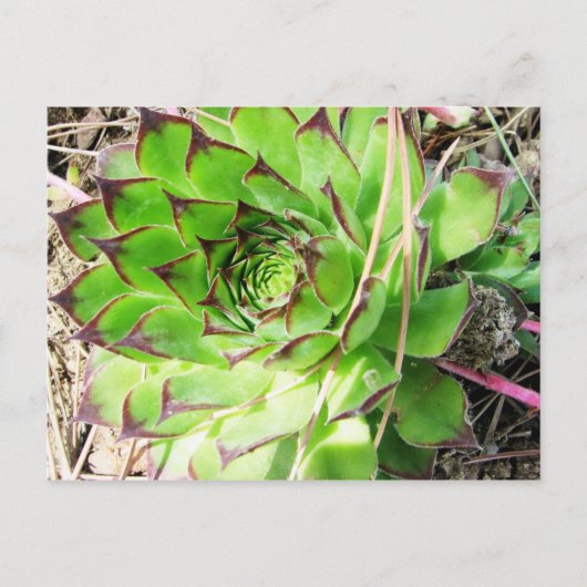 Montepulciano Vino Nobile, Italien Postkarte (Vorderseite)