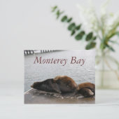 Monterey Bay - Sea Lions Postkarte (Stehend Vorderseite)