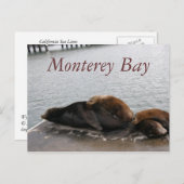 Monterey Bay - Sea Lions Postkarte (Vorne/Hinten)