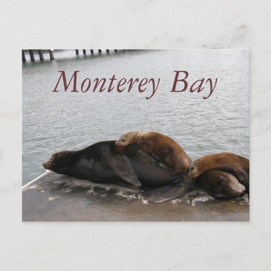 Monterey Bay - Sea Lions Postkarte (Vorderseite)