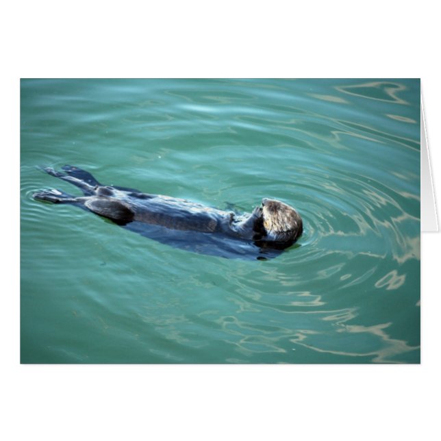 Monterey Bay Sea Otter (Vorderseite (Horizontal))