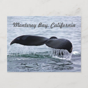Monterey Bay Whale Schwanz Postkarte