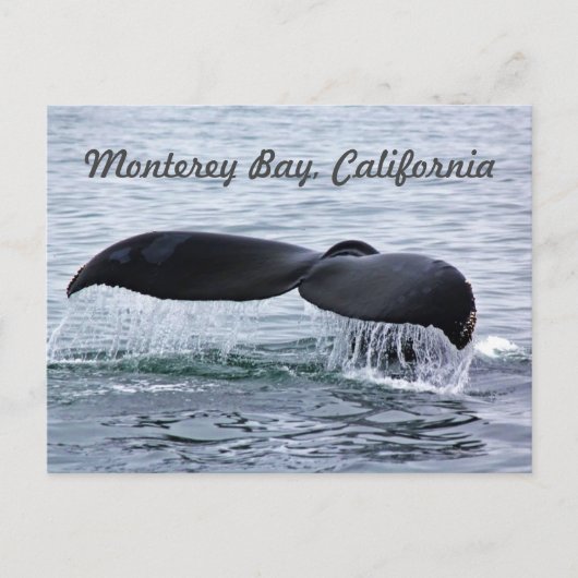 Monterey Bay Whale Schwanz Postkarte (Vorderseite)